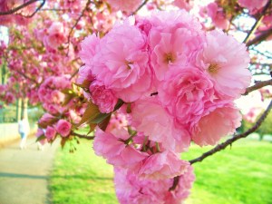 Kwanzan_Cherry_Blossoms_by_meljoy68